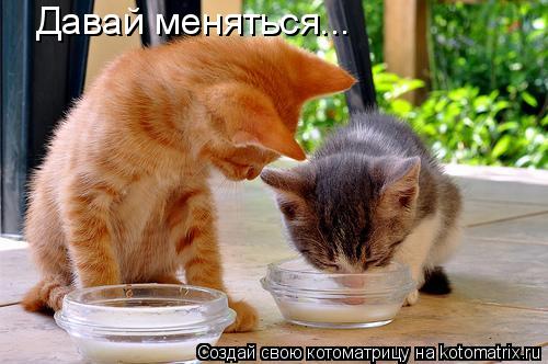 Давай меняться...... Котоматрица: Давай меняться...