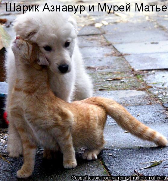 Шарик Азнавур и Мурей Матье... Котоматрица: Шарик Азнавур и Мурей Матье