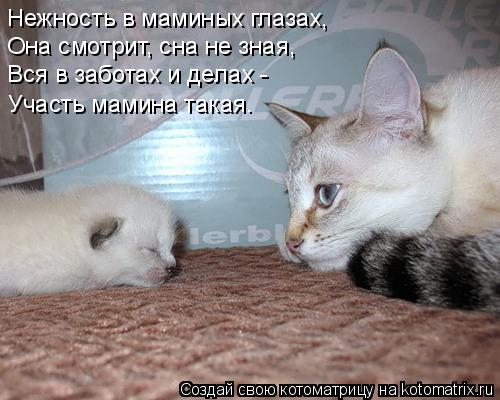 Нежность в маминых глазах, Она смотрит, сна не зная, Вся в заботах и делах - Участь мамина такая.... Котоматрица: Нежность в маминых глазах, Она смотрит, сна не зная, Вся в заботах и делах - Участь мамина такая.