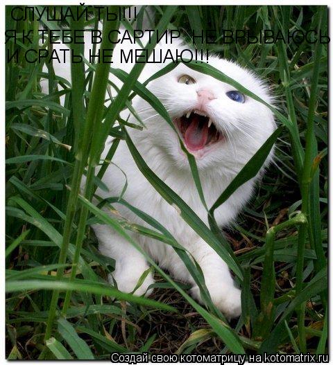 СЛУШАЙ ТЫ!!! Я К ТЕБЕ В САРТИР НЕ ВРЫВАЮСЬ И СРАТЬ НЕ МЕШАЮ!!!... Котоматрица: СЛУШАЙ ТЫ!!! Я К ТЕБЕ В САРТИР НЕ ВРЫВАЮСЬ И СРАТЬ НЕ МЕШАЮ!!!