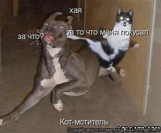 Кот-мститель хая за что? за то что меня покусал... Котоматрица: Кот-мститель хая за что? за то что меня покусал