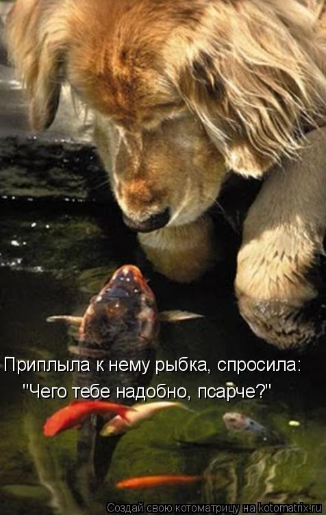 Приплыла к нему рыбка, спросила: "Чего тебе надобно, псарче?"... Котоматрица: Приплыла к нему рыбка, спросила: "Чего тебе надобно, псарче?"