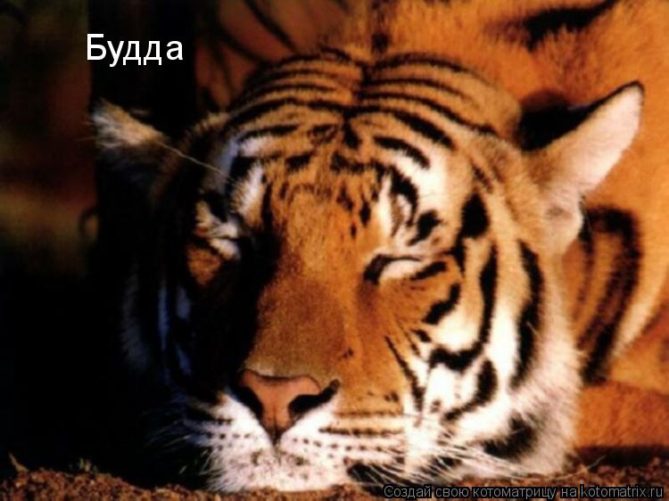 Будда... Котоматрица: Будда