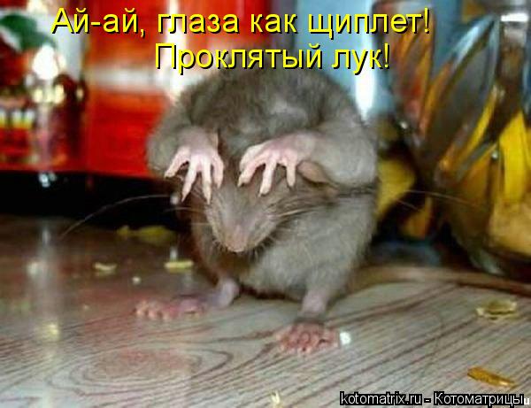 Котоматрица: Ай-ай, глаза как щиплет!  Проклятый лук!