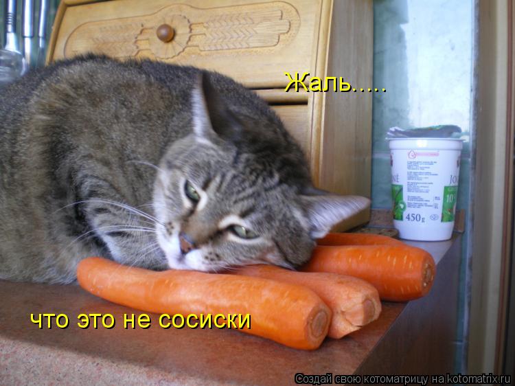 Котоматрица: Жаль..... что это не сосиски