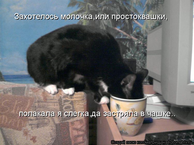 Захотелось молочка,или простоквашки, полакала я слегка,да застряла в чашке..... Котоматрица: Захотелось молочка,или простоквашки, полакала я слегка,да застряла в чашке..