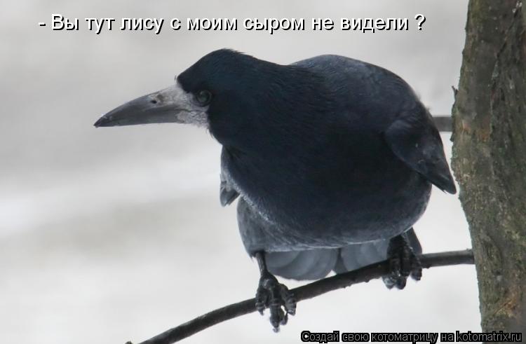 - Вы тут лису с моим сыром не видели ?... Котоматрица: - Вы тут лису с моим сыром не видели ?