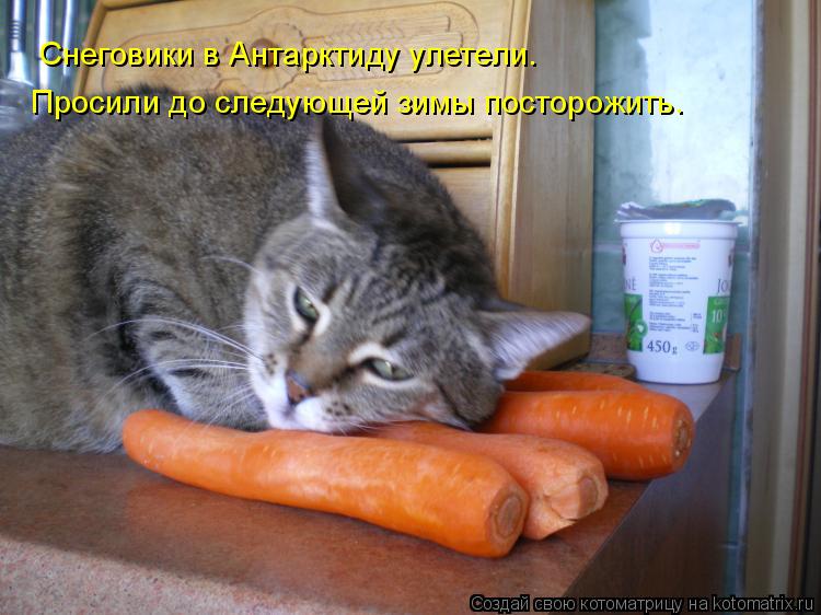 Снеговики в Антарктиду улетели. Просили до следующей зимы посторожить.... Котоматрица: Снеговики в Антарктиду улетели. Просили до следующей зимы посторожить.