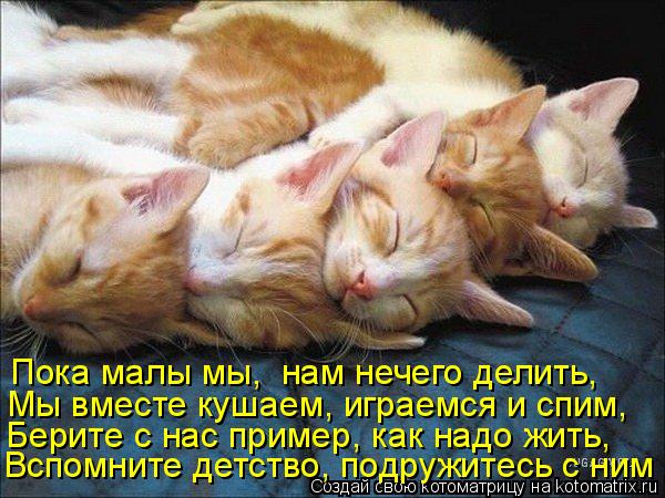Пока малы мы, нам нечего делить, Мы вместе кушаем, играемся и спим, Берите с нас пример, как надо жи... Котоматрица: Пока малы мы, нам нечего делить, Мы вместе кушаем, играемся и спим, Берите с нас пример, как надо жить, Вспомните детство, подружитесь с ним