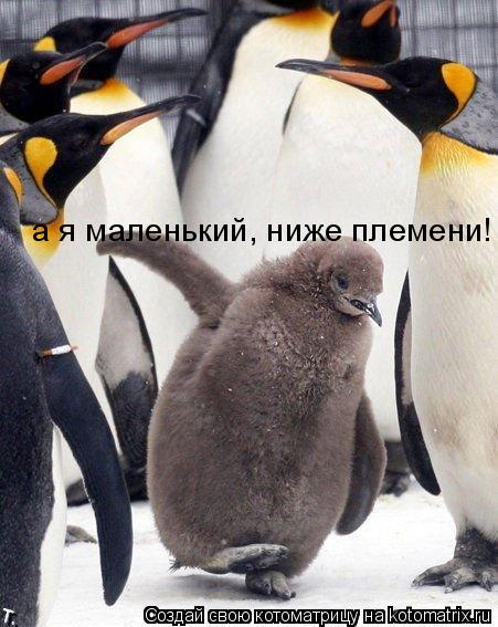 а я маленький, ниже племени!... Котоматрица: а я маленький, ниже племени!