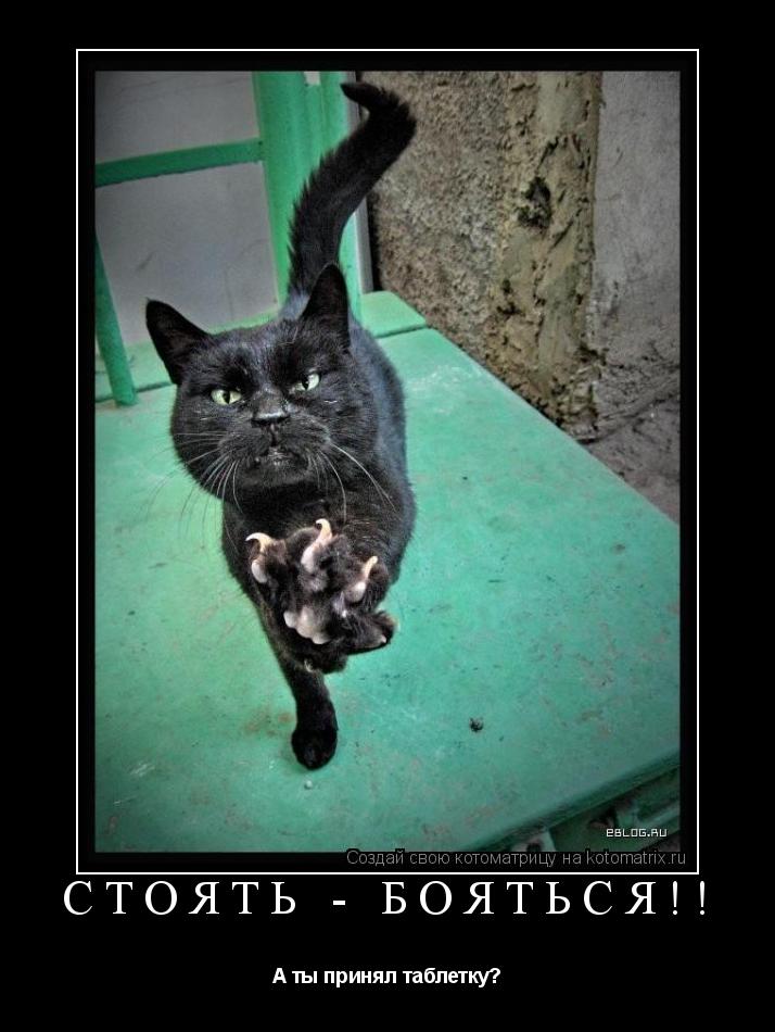 СТОЯТЬ - БОЯТЬСЯ!! А ты принял таблетку?... Котоматрица: СТОЯТЬ - БОЯТЬСЯ!! А ты принял таблетку?