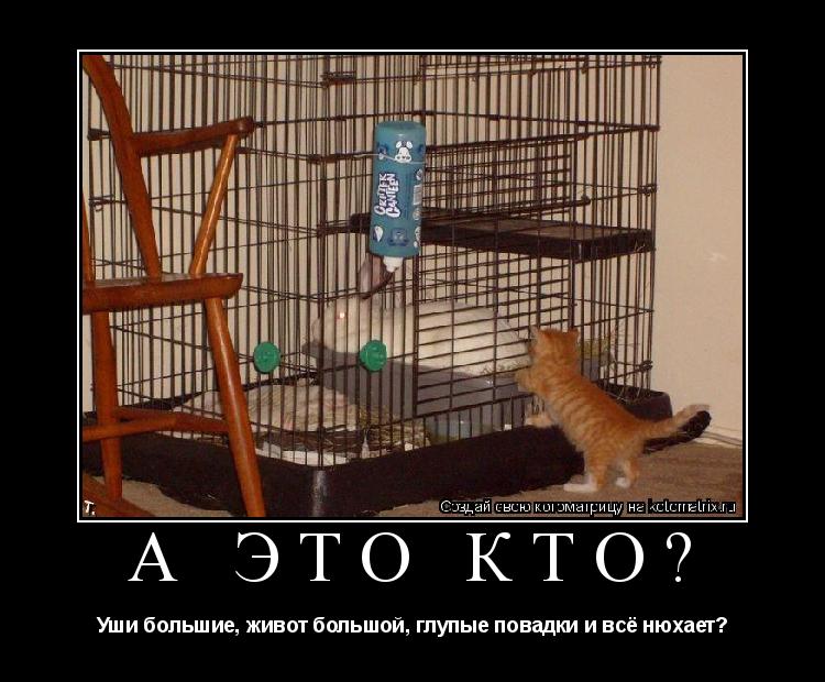 А это кто? Уши большие, живот большой, глупые повадки и всё нюхает?... Котоматрица: А это кто? Уши большие, живот большой, глупые повадки и всё нюхает?