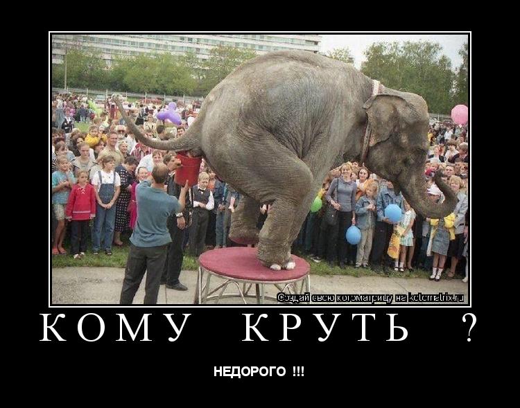 кому круть ? НЕДОРОГО !!!... Котоматрица: кому круть ? НЕДОРОГО !!!
