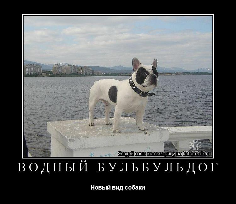 Водный бульбульдог Новый вид собаки... Котоматрица: Водный бульбульдог Новый вид собаки