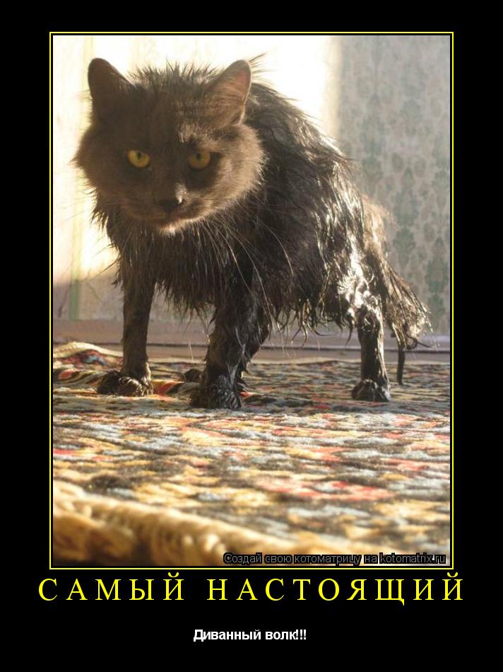 САМЫЙ НАСТОЯЩИЙ Диванный волк!!!... Котоматрица: САМЫЙ НАСТОЯЩИЙ Диванный волк!!!
