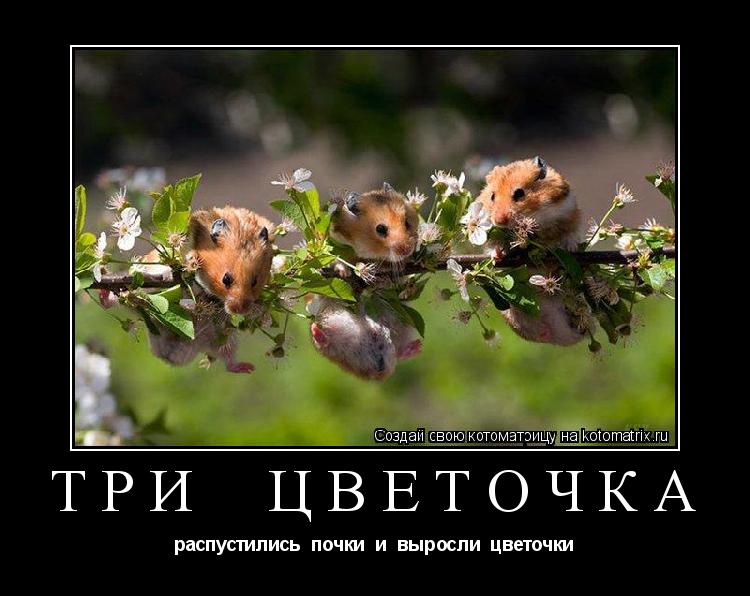 три цветочка распустились почки и выросли цветочки... Котоматрица: три цветочка распустились почки и выросли цветочки