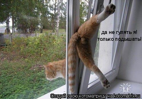да не гулять я! только подышать!... Котоматрица: да не гулять я! только подышать!