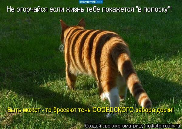 Котоматрица: Не огорчайся если жизнь тебе покажется "в полоску"! Быть может - то бросают тень СОСЕДСКОГО забора доски!