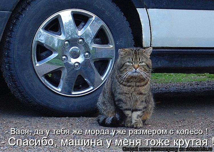 Котоматрица: - Вася, да у тебя же морда уже размером с колесо ! - Спасибо, машина у меня тоже крутая !