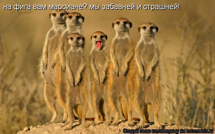 на фига вам марсиане? мы забавней и страшней!... Котоматрица: на фига вам марсиане? мы забавней и страшней!