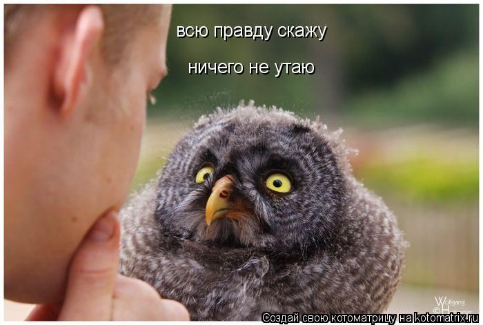 всю правду скажу ничего не утаю... Котоматрица: всю правду скажу ничего не утаю