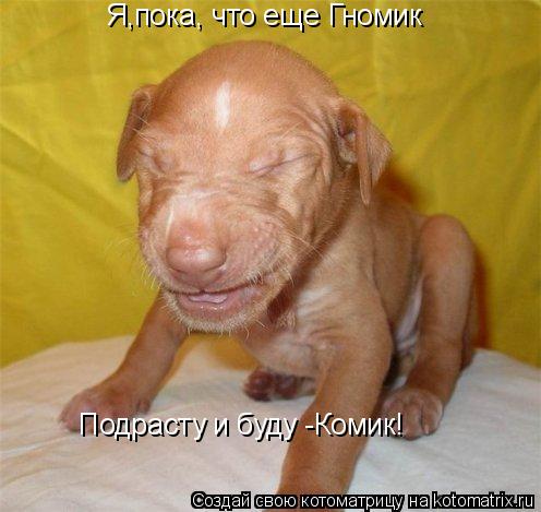 Я,пока, что еще Гномик Подрасту и буду -Комик!... Котоматрица: Я,пока, что еще Гномик Подрасту и буду -Комик!