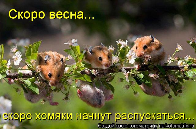 Скоро весна... скоро хомяки начнут распускаться...... Котоматрица: Скоро весна... скоро хомяки начнут распускаться...