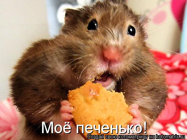 Моё печенько!... Котоматрица: Моё печенько!