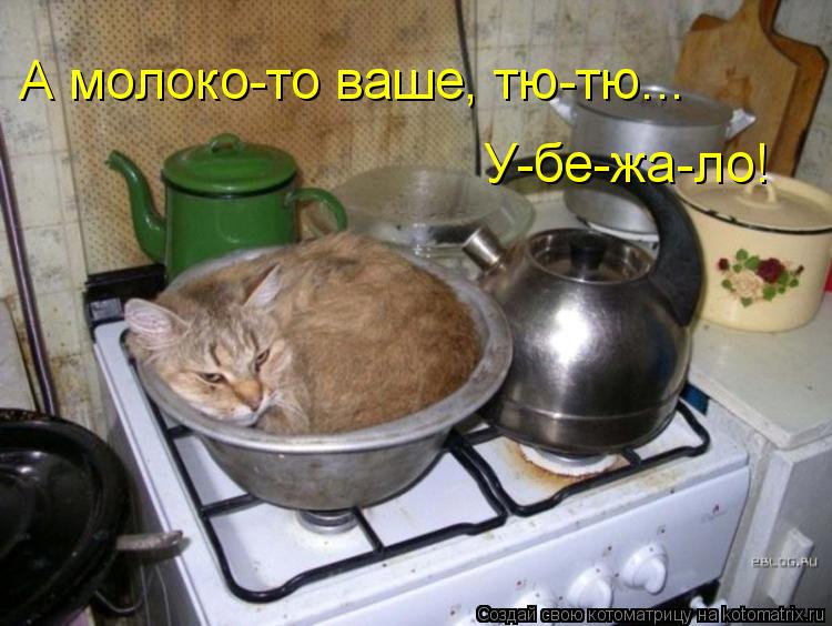 А молоко-то ваше, тю-тю... У-бе-жа-ло!... Котоматрица: А молоко-то ваше, тю-тю... У-бе-жа-ло!