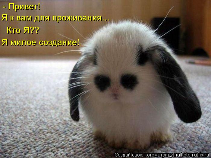 - Привет! Я к вам для проживания... Кто Я?? Я милое создание!... Котоматрица: - Привет! Я к вам для проживания... Кто Я?? Я милое создание!
