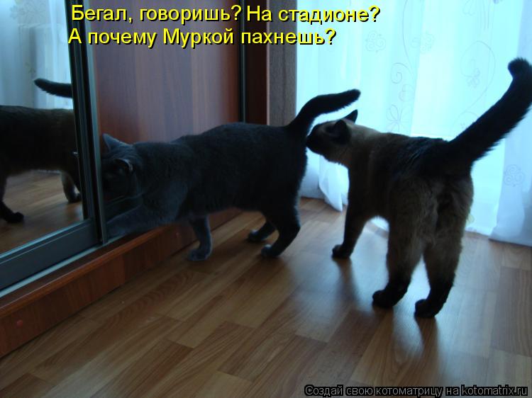 Бегал, говоришь? На стадионе? А почему Муркой пахнешь?... Котоматрица: Бегал, говоришь? На стадионе? А почему Муркой пахнешь?