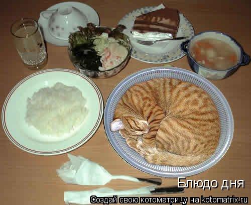 Блюдо дня... Котоматрица: Блюдо дня
