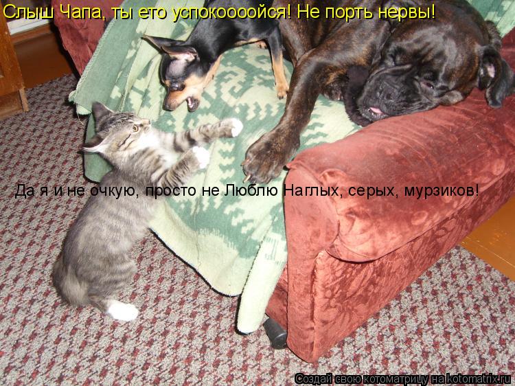 Слыш Чапа, ты ето успокоооойся! Не порть нервы! Да я и не очкую, просто не Люблю Наглых, серых, мурзи... Котоматрица: Слыш Чапа, ты ето успокоооойся! Не порть нервы! Да я и не очкую, просто не Люблю Наглых, серых, мурзиков!