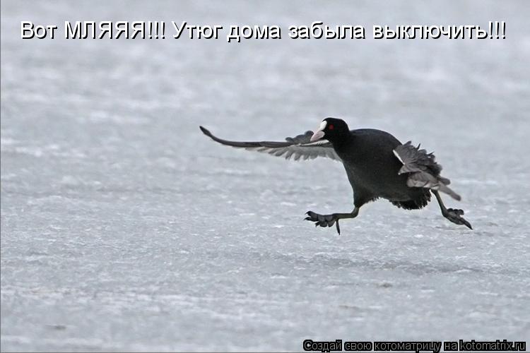 Вот МЛЯЯЯ!!! Утюг дома забыла выключить!!!... Котоматрица: Вот МЛЯЯЯ!!! Утюг дома забыла выключить!!!