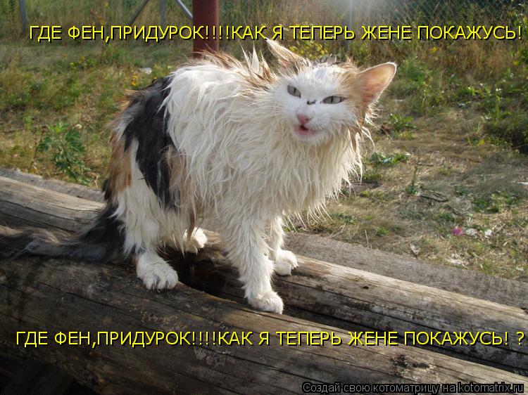 ГДЕ ФЕН,ПРИДУРОК!!!!КАК Я ТЕПЕРЬ ЖЕНЕ ПОКАЖУСЬ! ? ГДЕ ФЕН,ПРИДУРОК!!!!КАК Я ТЕПЕРЬ ЖЕНЕ ПОКАЖУСЬ! ?... Котоматрица: ГДЕ ФЕН,ПРИДУРОК!!!!КАК Я ТЕПЕРЬ ЖЕНЕ ПОКАЖУСЬ! ? ГДЕ ФЕН,ПРИДУРОК!!!!КАК Я ТЕПЕРЬ ЖЕНЕ ПОКАЖУСЬ! ?