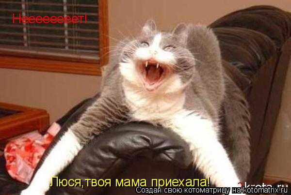 Неееееееет! Люся,твоя мама приехала!... Котоматрица: Неееееееет! Люся,твоя мама приехала!