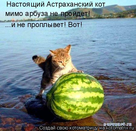 мимо арбуза не пройдет! ...и не проплывет! Вот! Настоящий Астраханский кот... Котоматрица: мимо арбуза не пройдет! ...и не проплывет! Вот! Настоящий Астраханский кот