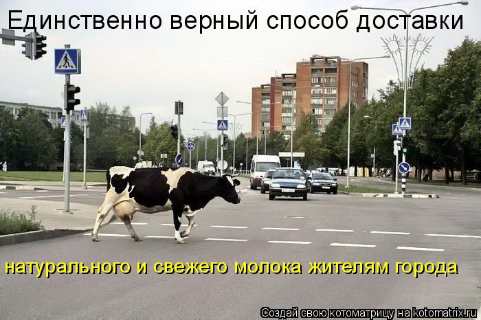 Единственно верный способ доставки натурального и свежего молока жителям города... Котоматрица: Единственно верный способ доставки натурального и свежего молока жителям города