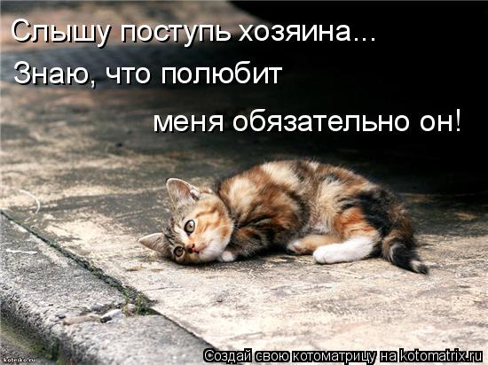 Слышу поступь хозяина... Знаю, что полюбит меня обязательно он!... Котоматрица: Слышу поступь хозяина... Знаю, что полюбит меня обязательно он!