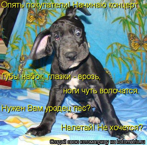 Опять покупатели! Начинаю концерт: Нужен Вам уродец пес? Налетай! Не хочется? Губы набок, глазки - в... Котоматрица: Опять покупатели! Начинаю концерт: Нужен Вам уродец пес? Налетай! Не хочется? Губы набок, глазки - врозь, ноги чуть волочатся.