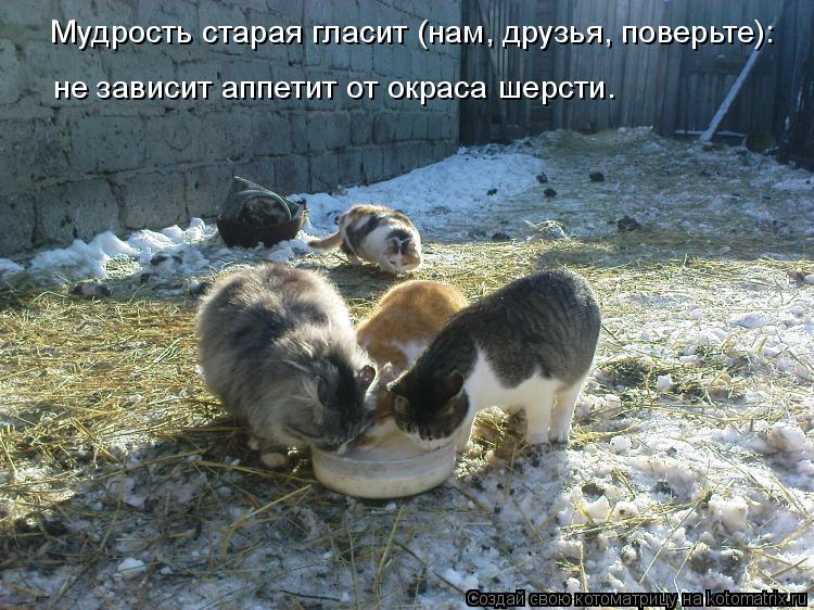 Мудрость старая гласит (нам, друзья, поверьте): не зависит аппетит от окраса шерсти.... Котоматрица: Мудрость старая гласит (нам, друзья, поверьте): не зависит аппетит от окраса шерсти.