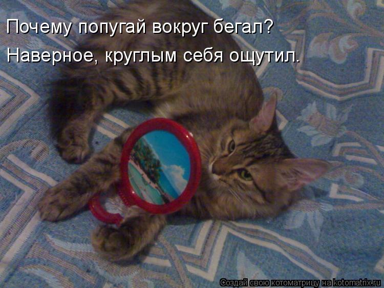 Почему попугай вокруг бегал? Наверное, круглым себя ощутил.... Котоматрица: Почему попугай вокруг бегал? Наверное, круглым себя ощутил.