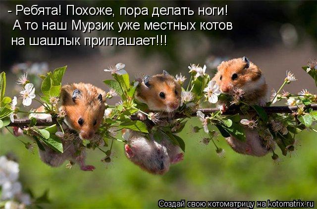 Котоматрица: - Ребята! Похоже, пора делать ноги! А то наш Мурзик уже местных котов на шашлык приглашает!!!