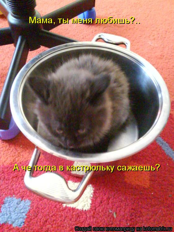 Мама, ты меня любишь?.. А че тогда в кастрюльку сажаешь?... Котоматрица: Мама, ты меня любишь?.. А че тогда в кастрюльку сажаешь?
