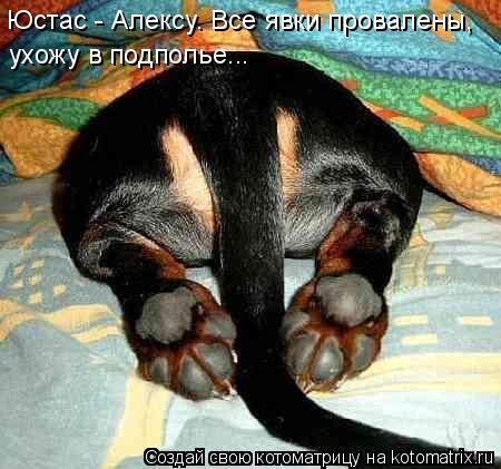 Юстас - Алексу. Все явки провалены, ухожу в подполье...... Котоматрица: Юстас - Алексу. Все явки провалены, ухожу в подполье...