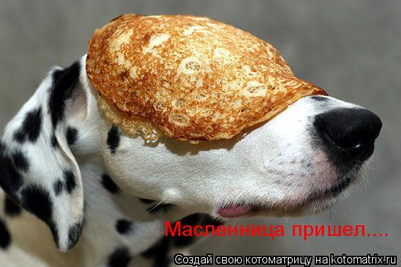 Масленница пришел....... Котоматрица: Масленница пришел....