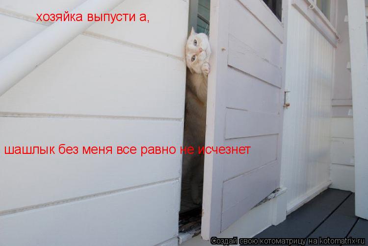 хозяйка выпусти а, шашлык без меня все равно не исчезнет... Котоматрица: хозяйка выпусти а, шашлык без меня все равно не исчезнет