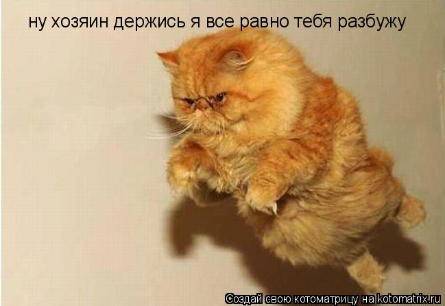 ну хозяин держись я все равно тебя разбужу... Котоматрица: ну хозяин держись я все равно тебя разбужу