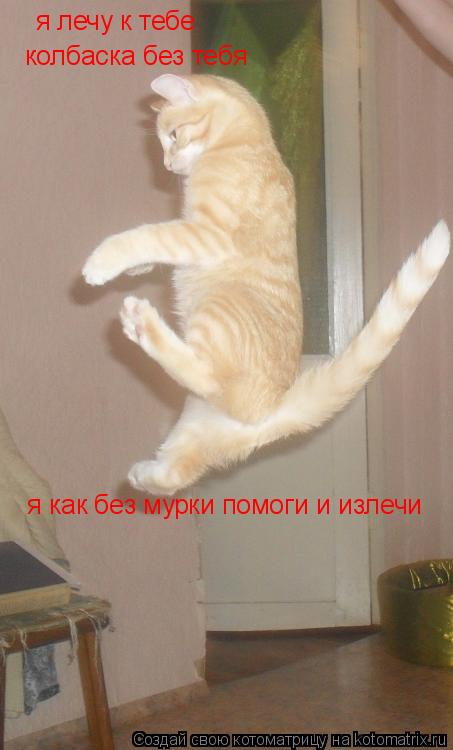 я лечу к тебе колбаска без тебя я как без мурки помоги и излечи... Котоматрица: я лечу к тебе колбаска без тебя я как без мурки помоги и излечи
