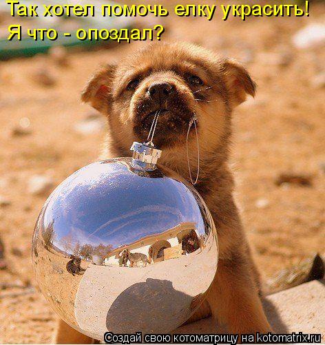 Так хотел помочь елку украсить! Я что - опоздал?... Котоматрица: Так хотел помочь елку украсить! Я что - опоздал?